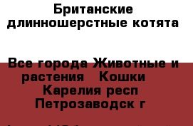 Британские длинношерстные котята - Все города Животные и растения » Кошки   . Карелия респ.,Петрозаводск г.